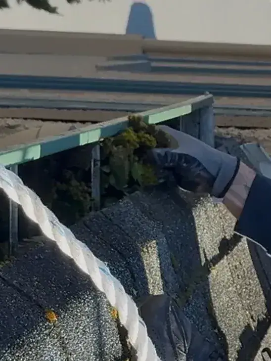 Gloved hand lifting a clump of moss from a gutter at a shingle roof edge