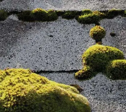 Sunlit moss building up in the gaps between asphalt shingle tabs