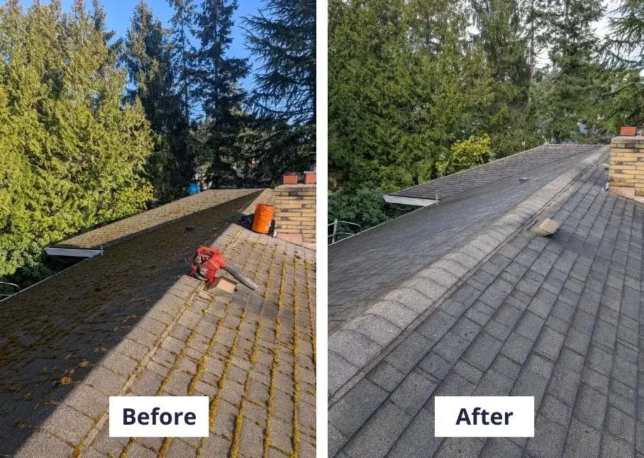 Before and after: mossy shingle roof under tall conifers, then cleared
