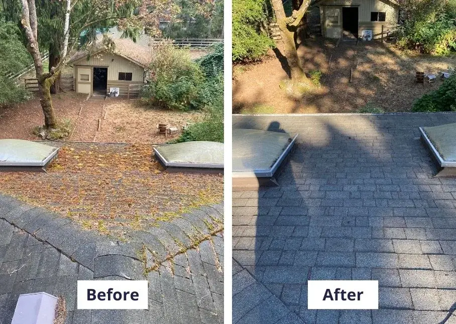 Shingle roof with two skylights, debris-covered before and swept clean after