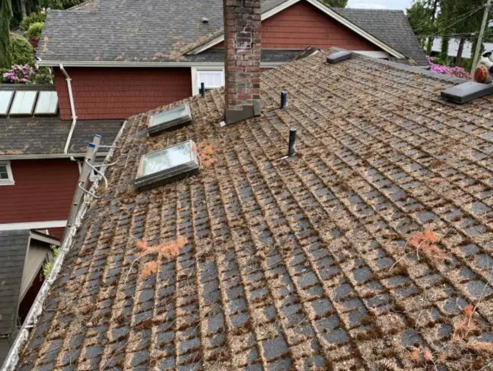 Before: thick moss across a shingle roof around three skylights and a chimney