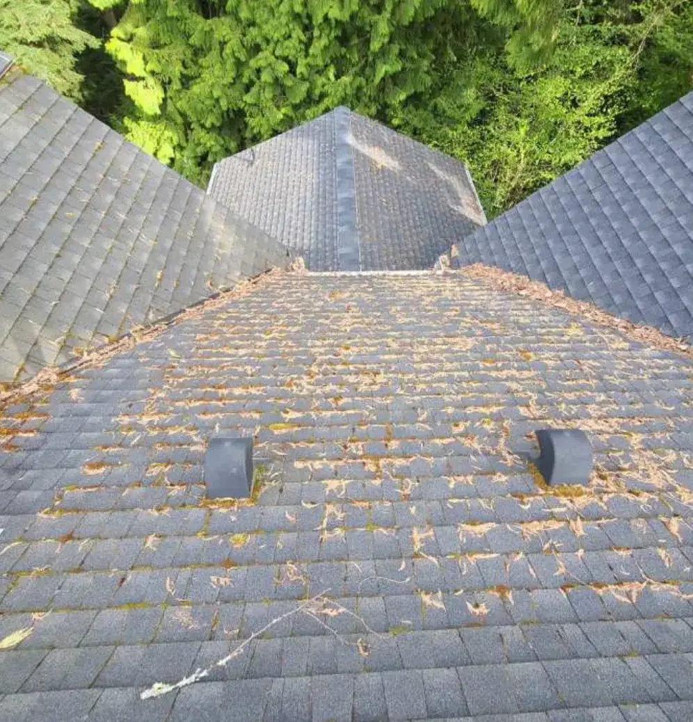Asphalt shingle roof under scattered needle litter, thin moss lines along the courses